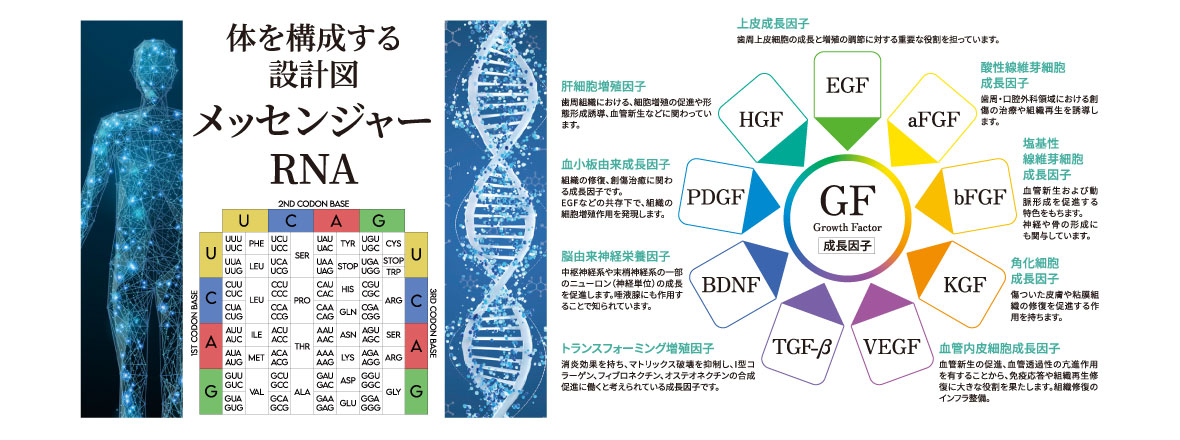 体を構成する設計図 メッセンジャーRNA