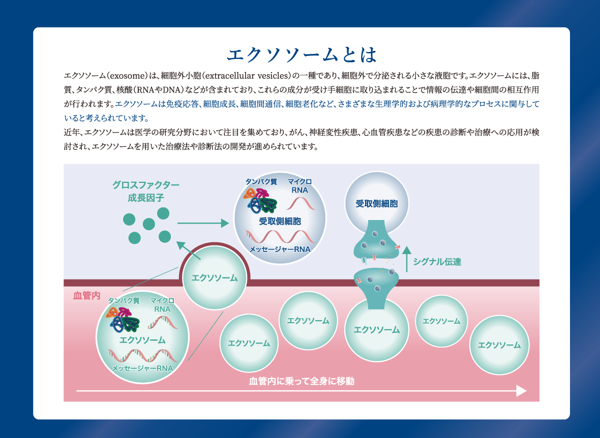 エクソソームとは、細胞外小胞の一種であり、細胞外で分泌される小さな液胞です。エクソソームは、免疫応答、細胞成長、細胞間通信、細胞老化など、さまざまな生理学的および病理学的なプロセスに関与していると考えられています。近年、がんや疾患の診断や治療への応用が検討され、開発が進められています。